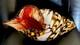 60's Hand Blown Murano Style Vintage Glass Art Conch Sea Shell Sculpture 10'long