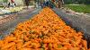 Amazing Process Of Growing Harvesting And Processing Carrots Modern Farming Machines Agriculture