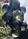Pair of XL 1950s Murano Hand Blown Glass Green Grape Clusters with Uranium Glow
