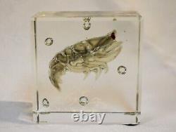 Signed Alfredo Barbini Murano Italy Art Glass Aquarium Shrimp Paperweight