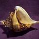 Vintage Murano Style Art Glass Conch Shell Beach House Chic Beautifully Made 8